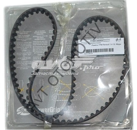 EGZANTRIK KAYISI R19-EXP.